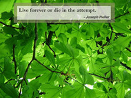 Quotes and Nature Screensaver screenshot